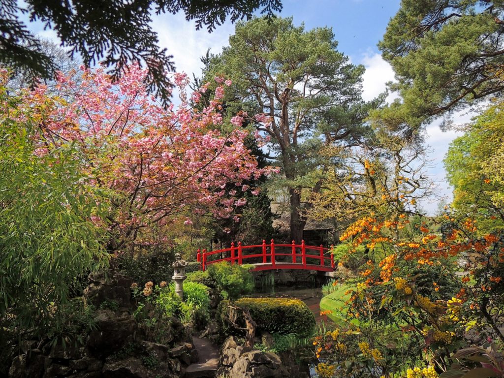 May Credit Visitor'Cherry Blssoms in the Japanese Gardens'