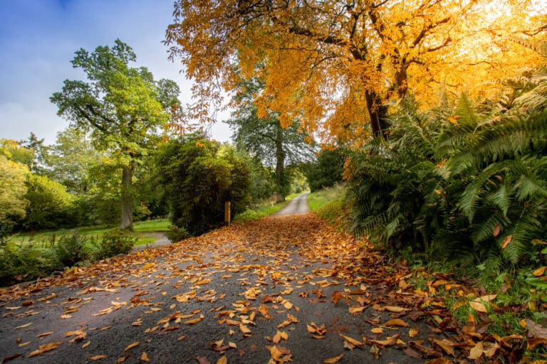 Picture of nature walk in autumn